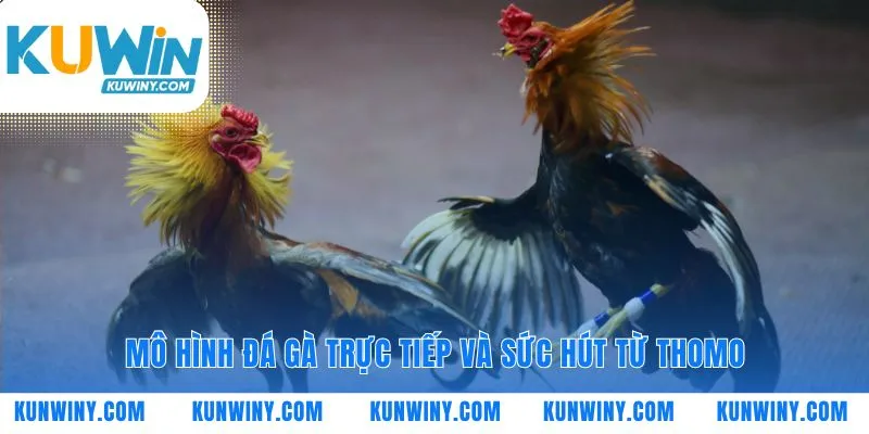 Nơi đấu trường Thomo mang đá gà trực tiếp đến bạn