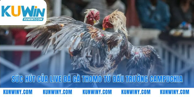 Sức nóng của live đá gà Thomo từ Campuchia